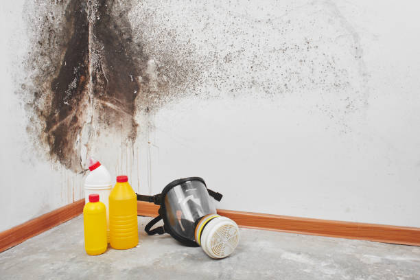 Best Insurance-Related Mold Remediation in Suisun City, CA