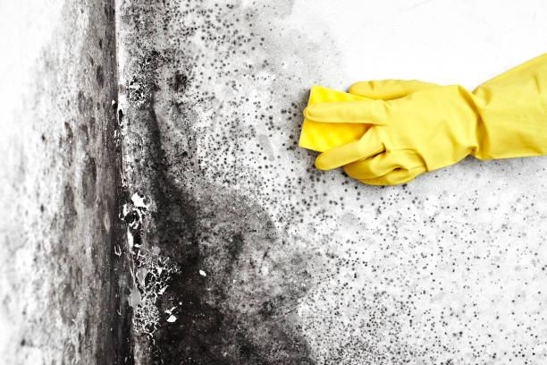 Best Post-Remediation Services in Suisun City, CA