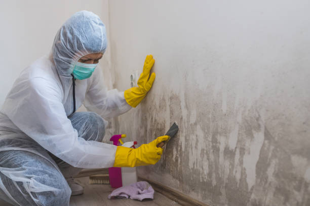 Best Commercial Mold Remediation in Suisun City, CA