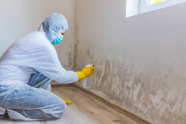 Best Post-Flood Mold Remediation in Suisun City, CA