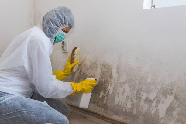 Best Bathroom Mold Remediation in Suisun City, CA