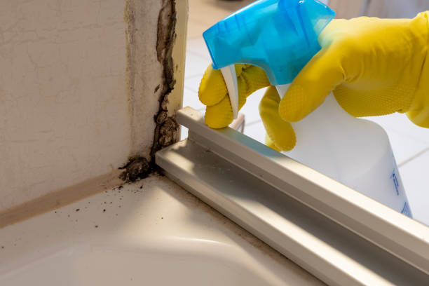 Best Black Mold Remediation in Suisun City, CA