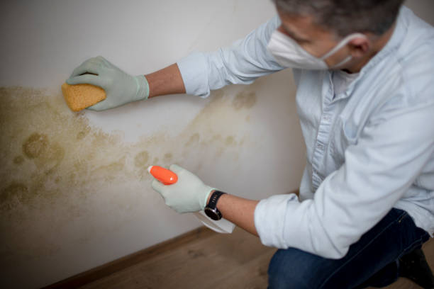 Best Black Mold Remediation in Suisun City, CA