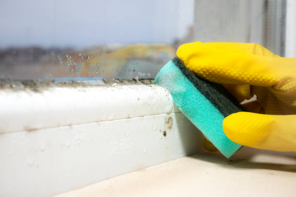 Best Basement Mold Remediation in Suisun City, CA