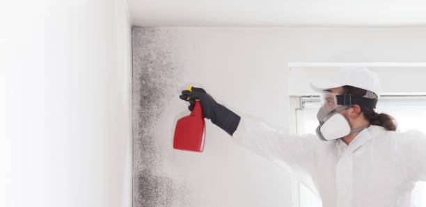 Best Kitchen Mold Remediation in Suisun City, CA