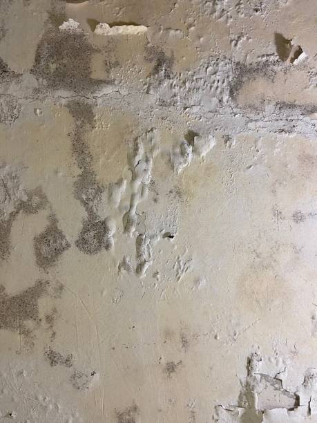 Best Kitchen Mold Remediation in Suisun City, CA