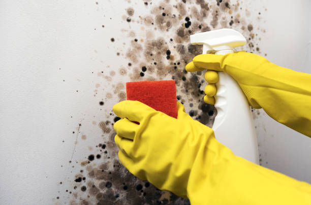 Best Residential Mold Remediation in Suisun City, CA