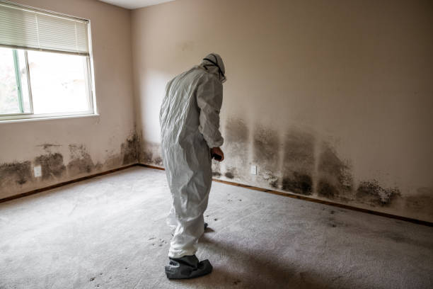 Best Residential Mold Remediation in Suisun City, CA
