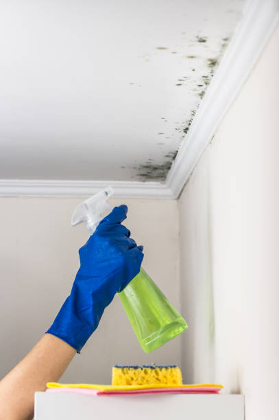 Best Mold Remediation for Schools in Suisun City, CA